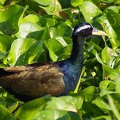 Bronze-winged Jacana